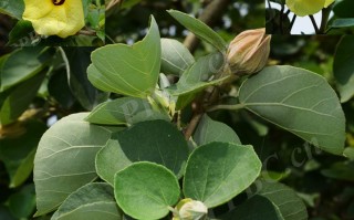 20241022——黄槿（Talipariti tiliaceum (L.) Fryxell）