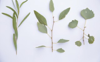 植物园里的“沙漠勇士”