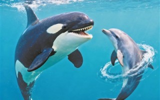 虎鲸和海豚竟然是一对“饭搭子”