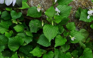 20241006——庐山堇菜（Viola stewardiana W. Becker）